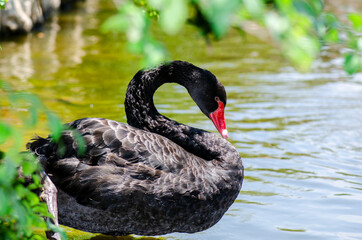 Naklejka premium The black swan on the shore of the pond