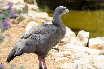The Cape Barren goose in the natural environment