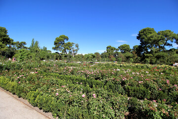 Fototapeta na wymiar Rose Garden (Rosaleda) in Retiro Garden (Parque del Buen Retiro), Madrid.