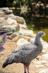 The Cape Barren goose in the natural environment