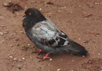 Obraz premium Gray city pigeon walking on the street on the ground.
