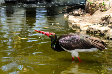 The black stork (Ciconia nigra)