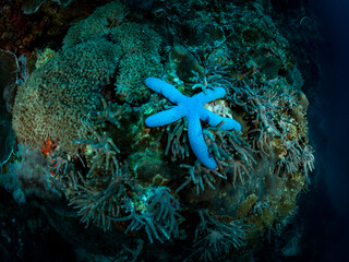 Beautiful blue starfish over the coral reef. Underwater photo. Philippines. - obrazy, fototapety, plakaty