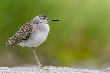 The wood sandpiper on the river at sunrise (Tringa glareola)