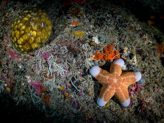 Colorful starfish over the coral reef. Underwater photo. Philippines.