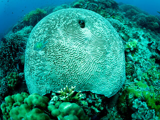 Colorful coral reef, underwater photo, Philippines.