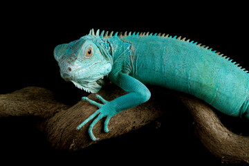 Blue iguana closeup head