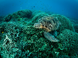 Fototapeta premium Big turtle laying on coral reef. Underwater photo. Philippines