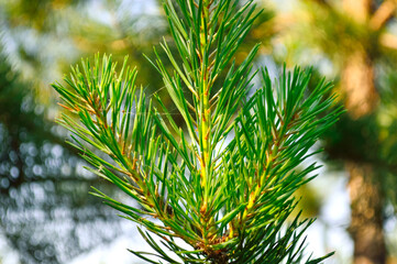 close-up - coniferous twig with pine green needles in the forest on a summer day