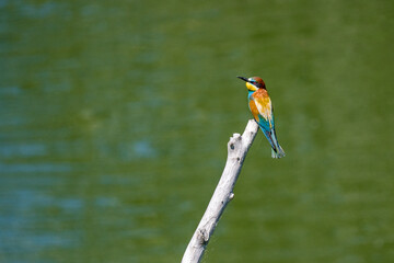 Swiss Beeater in Leukerfeld on a branch