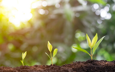 Plant grow sequence and agriculture with morning sunlight and bokeh green blur background. Germinating seedling grow step sprout growing from seed. 