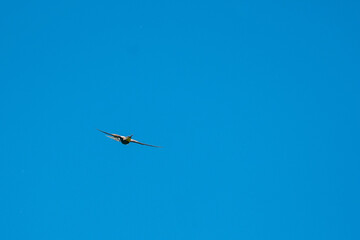 Swiss Beeater in Leukerfeld flying