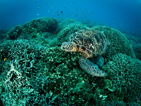 Big turtle laying on coral reef. Underwater photo. Philippines