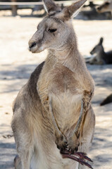 A female  western gray kangaroo with cub