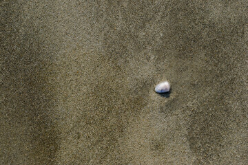 sand and shells