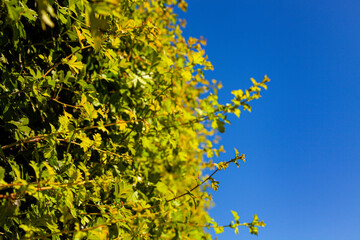 Fototapeta premium Green bush against the sky.