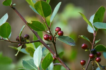 Branch with fruits of Aladierno (Rhamnus alaternus) at the edge of a path.