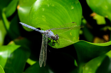 The blue dasher dragonfly (Pachydiplax longipennis)