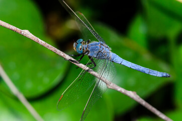 The blue dasher dragonfly (Pachydiplax longipennis)