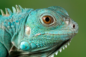 Blue iguana closeup head