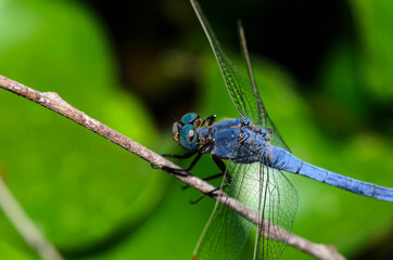 The blue dasher dragonfly (Pachydiplax longipennis)