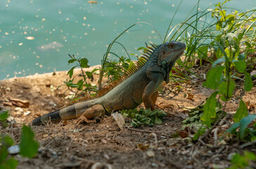 Wild green iguana by the water