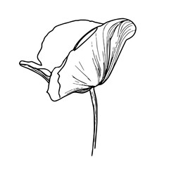 Poppy flower line art. Minimalist contour drawing. One line artwork. Vector flower illustration