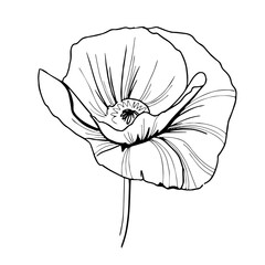 Poppy flower line art. Minimalist contour drawing. One line artwork. Vector flower illustration