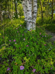 Noyabrsk, Russia - May 30, 2020: A forest path passes near the birches. Vertical.