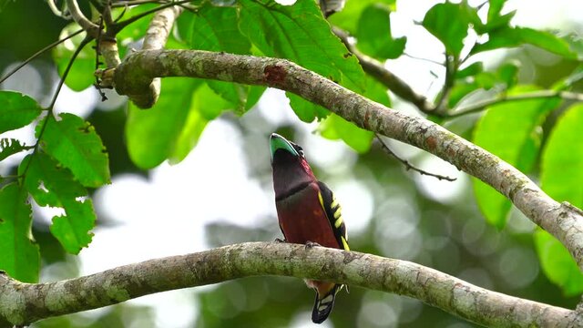 Banded (Javan) Broadbill bird perched on a branch (Scientific Name : Eurylaimus javanicus )