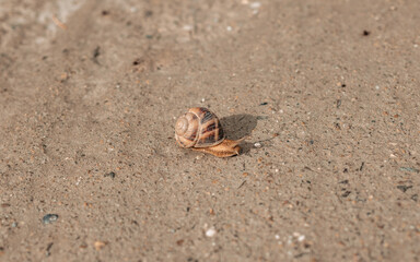the snail on the road
