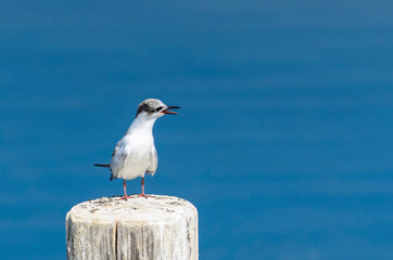 The Bonaparte's gull (Chroicocephalus philadelphia) sitting on a wooden pile