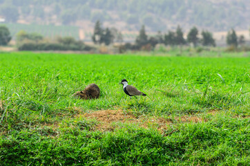 The spur-winged lapwing or spur-winged plover (Vanellus spinosus) with The coypu also known as the nutria
