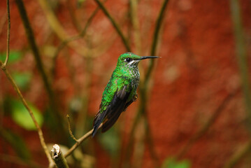 hummingbird on a branch