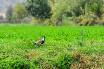 Obraz premium The spur-winged lapwing or spur-winged plover (Vanellus spinosus)