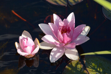 two pink water lilies in garden pond with sun reflections on clear water surface