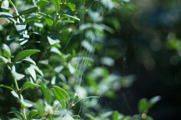 close up of green leaves