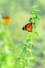 The monarch butterfly (Danaus plexippus)