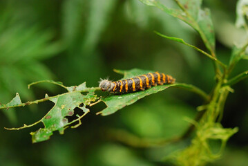Caterpillar on a leaf in Costa Rica