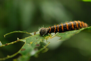 Caterpillar on a leaf in Costa Rica