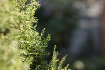 coniferous tree