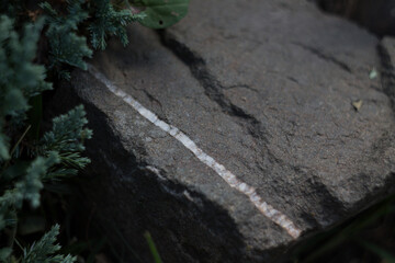 stone and plant