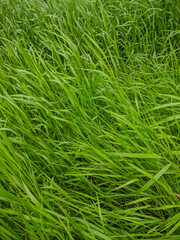 Noyabrsk, Russia - May 30, 2020: Green grass after the rain. Vertical.
