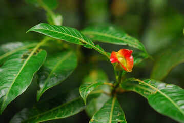 Obraz na płótnie Canvas Flower lips (Psychotria elata) 