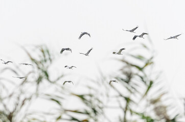The Migrating Common cranes