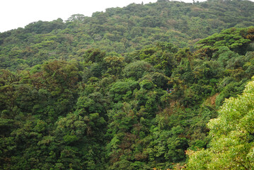 green forest in the mountains