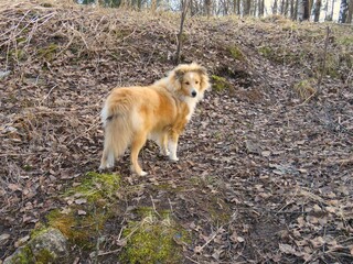 Щенок Шелти