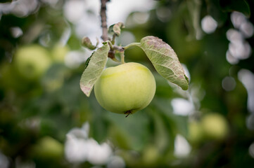 Zielone jabłko