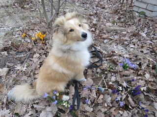 Собака породы шелти