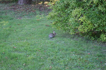 rabbit in the grass